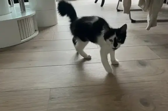 Chat trouvé Lons, photo: Chaton noir et blanc trouvé à Lons