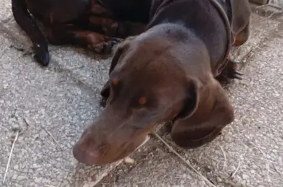 Chien perdu Épervans, photo : Teckel marron perdu à Ouroux sur Saône