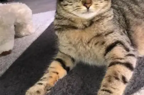 Chat tigré perdu au camping de Maillezais - photo