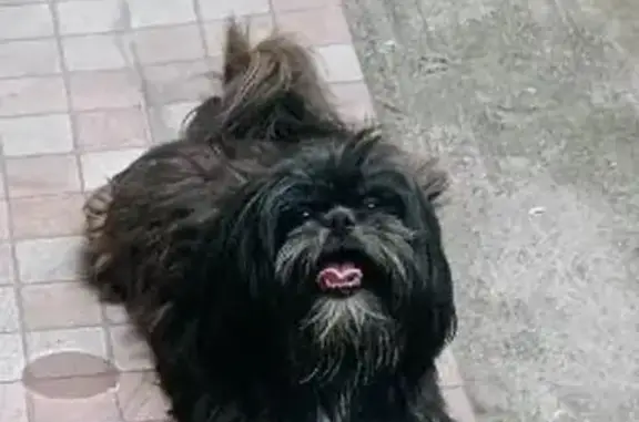 cachorro desaparecida