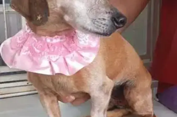 cachorro desaparecida