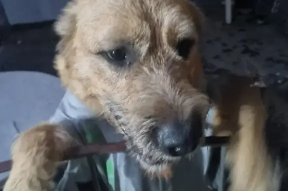 cachorro encontrada