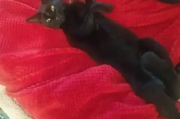 Chat perdu, Biguglia, photo: Chatte noire perdue à Biguglia