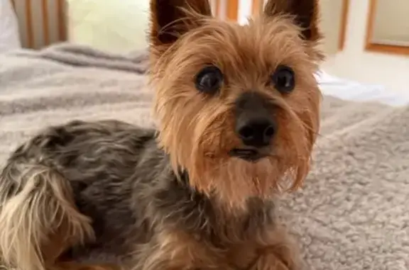 Missing dog Mount Pleasant, photo: Lost Senior Dog: Grey/Brown, Needs Meds!
