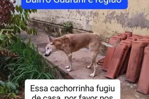 cachorro desaparecida