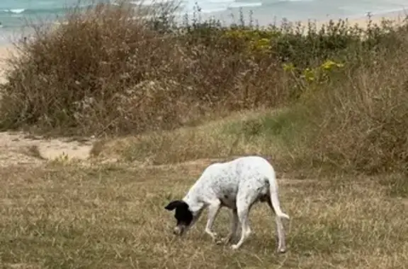 Animaux trouvés Camaret-sur-Mer, photo: Chien errant suit passants à Camaret
