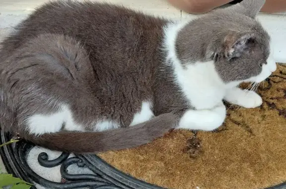 Chat gris et blanc trouvé à Saint-Sulpice - photo