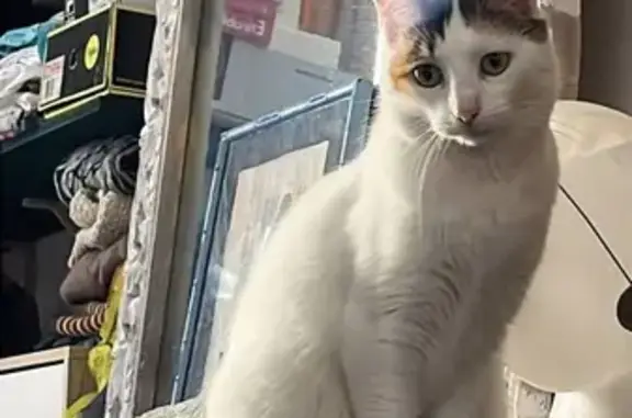 Animaux perdus Montpellier, photo: Chat perdu à Place Carnot, Montpellier