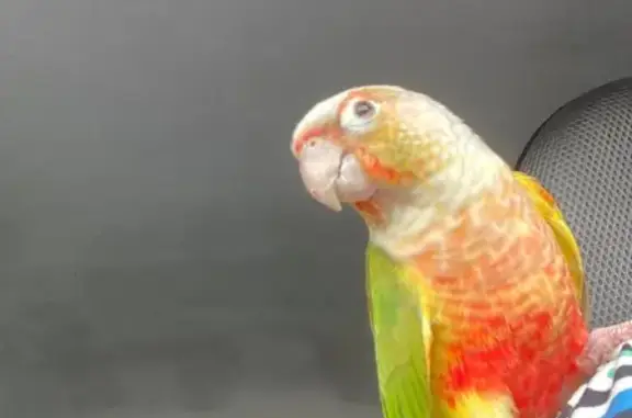 Oiseau trouvé à Conflans, déposé chez vet - photo