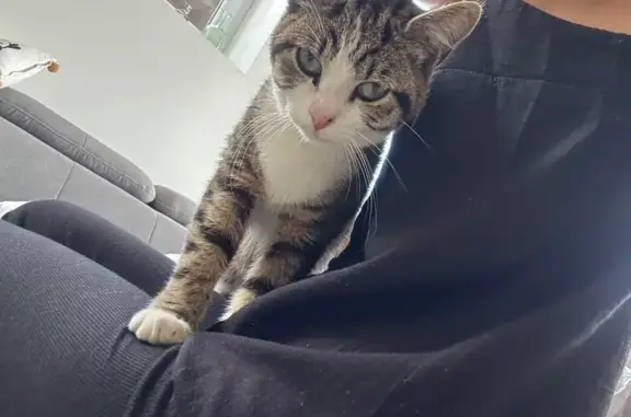 Chat trouvé Pinon, photo: Jeune chat trouvé, non castré ni identifié