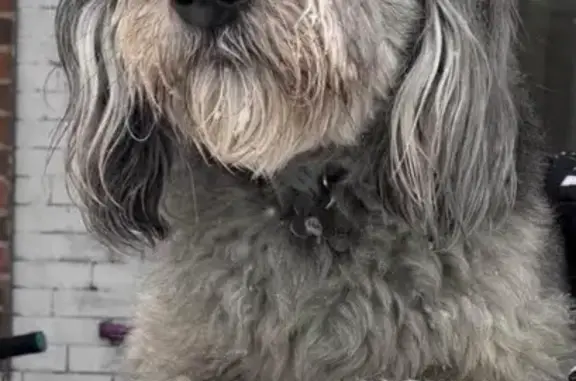 Lost Aussie Doodle: Grey & Black, Philly
