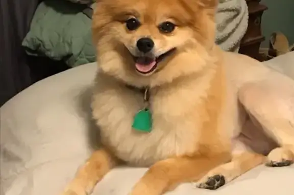 Lost Tan Pomeranian on Marissa St, Conway