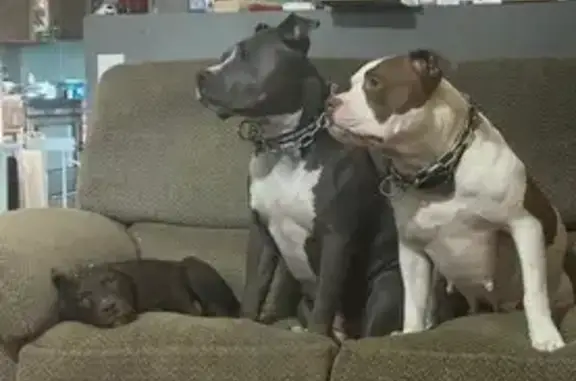 Lost Dog: Grey with White Chest in Mannington
