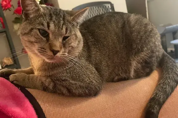 Lost Tabby Cat: Chopper on the Run!