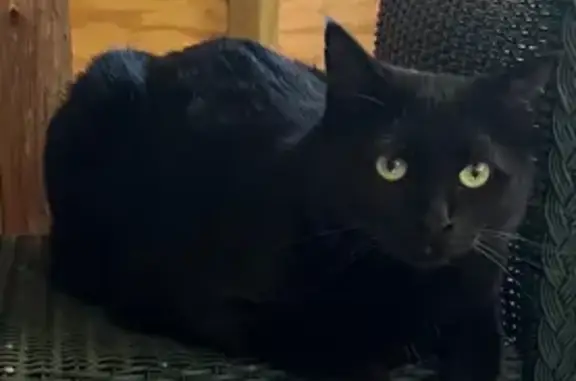 Missing: Friendly Black Cat with Waddle