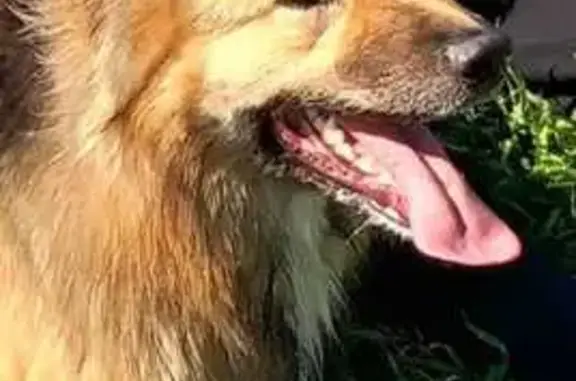 Chienne croisée perdue à Lannion - photo