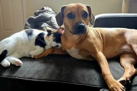 Help Find Sue: Skittish Golden Dog Lost