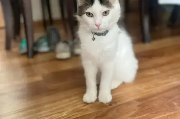 Lost White Cat 'Maximus' in LaGrange