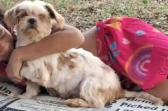 cachorro desaparecida