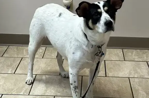 Lost Dog: Nervous, Black & White Coat