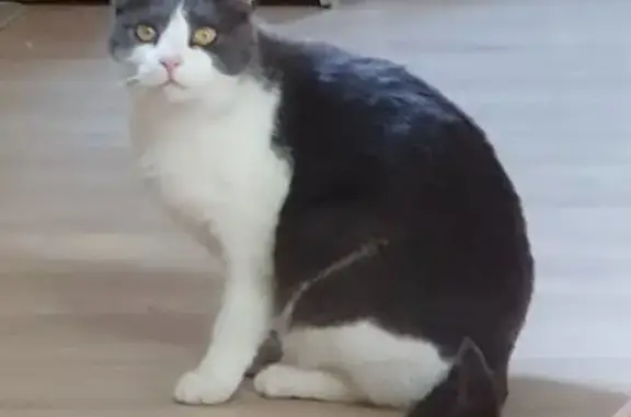 Chatte perdue, blanche et grise, Quimper - photo