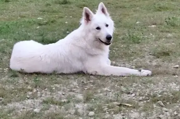 Chien perdu , photo : Berger blanc suisse perdu aux Abrets