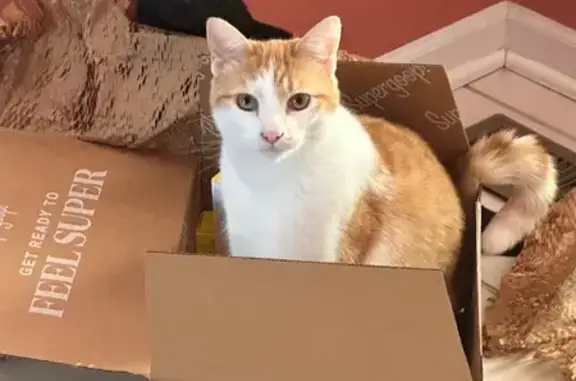 Lost Cat: Friendly, Tan/White, 1-Year-Old