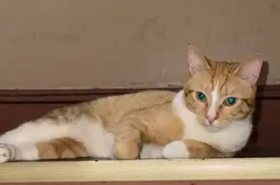 Help Find Mufasa: Orange Cat Missing
