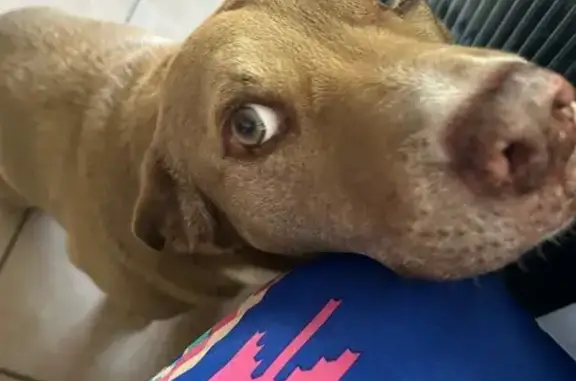 Lost Dog Blaze: Sweet & Calm in Riverview