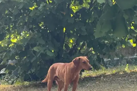 Petit chien trouvé, craintif, La Roche-Blanche - photo