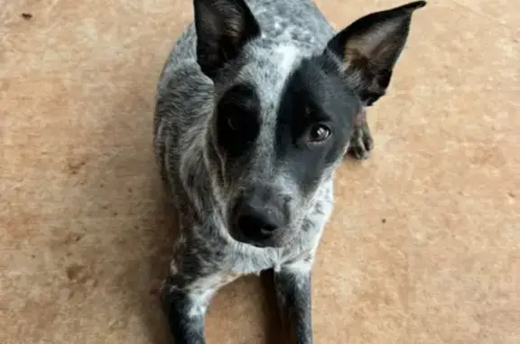 Lost Mini Blue Heeler in OKC: Help Find Her