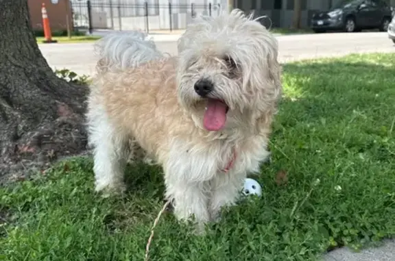 Lost and found pets Chicago, photo: Found: Light Brown Dog on Kildare Ave