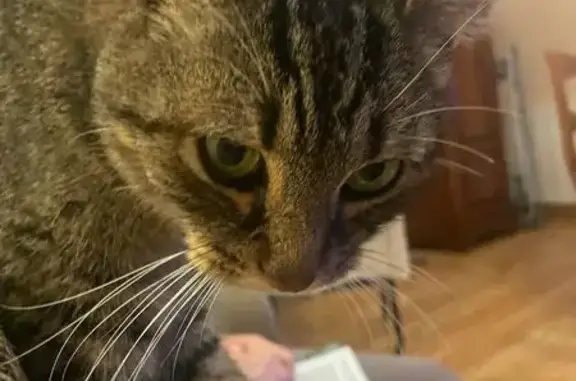 Chat mâle tigré perdu à Saint-Sébastien - photo