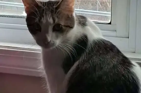 Lost Friendly Cat: White & Tiger, Millville