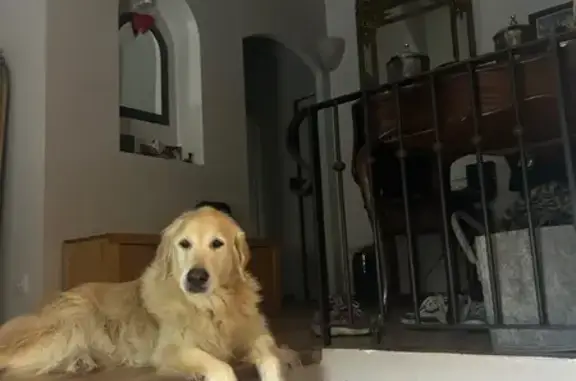 Chienne crème 14 ans perdue au Beausset - photo