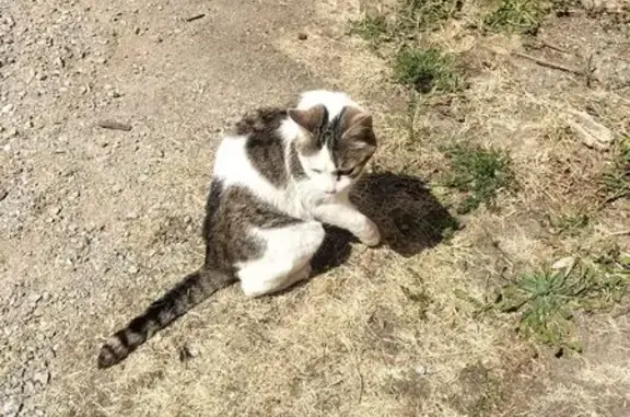 Animaux trouvés , photo: Chat trouvé marron-blanc, un œil voilé