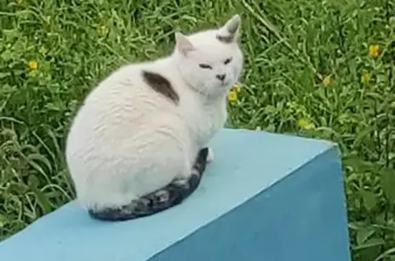 Chat perdu, Auxerre, photo: Chat blanc perdu, oreille et queue tigrées