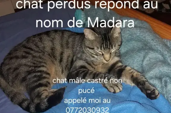 Chat perdu tigré noir/gris/beige à Agen - photo
