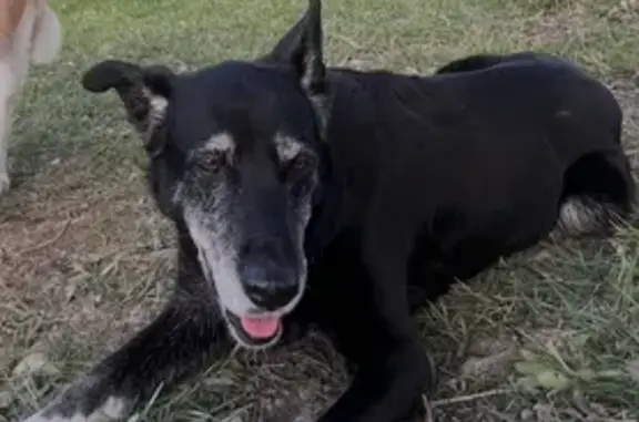 Chienne 12 ans perdue à Bagard - photo