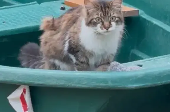 Chatte tricolore perdue, 2 ans, Sabres - photo