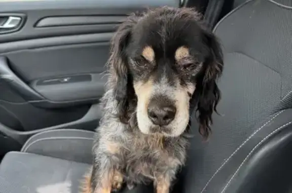 Animaux trouvés , photo: Petit chien âgé trouvé à Merck-Saint-Liévin