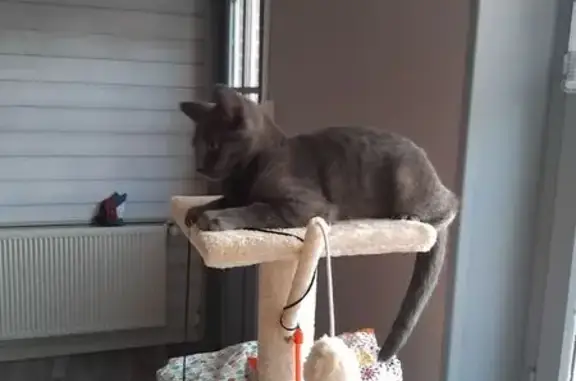 Animaux perdus , photo: Chatte grise perdue, Saint-Martin-d'Hardinghem