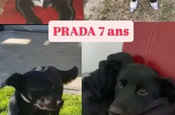 Chien perdu Vitré, photo : Border Collie Prada perdue à Vitré