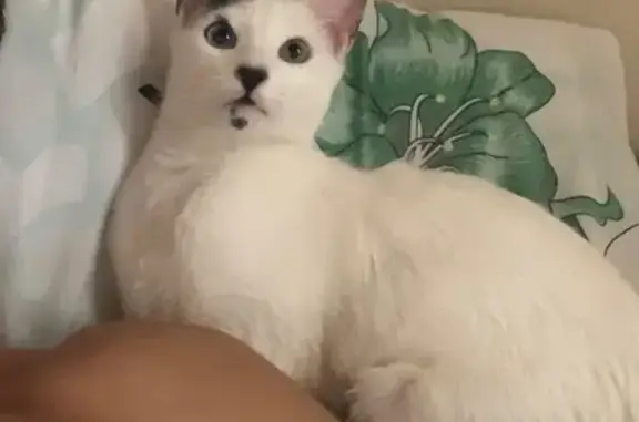 gato desaparecida
