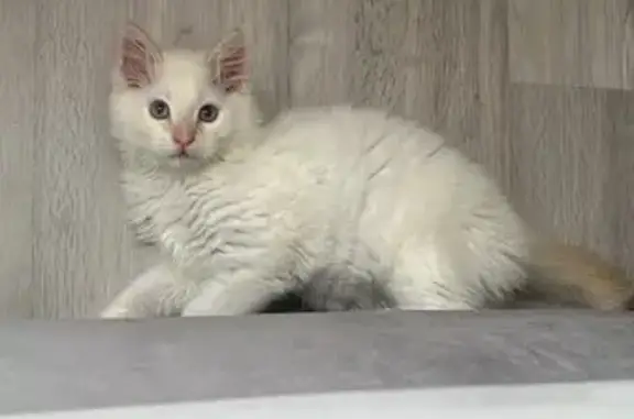 Chat perdu : blanc, oreilles/queue rousses, 6 mois - photo