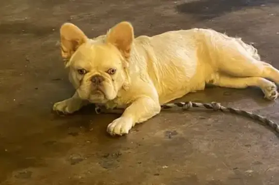 Help Find Kilo: Fluffy Frenchie Lost!
