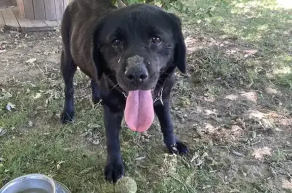 Animaux trouvés Montségur-sur-Lauzon, photo: Chienne Labrador noire trouvée à Montségur