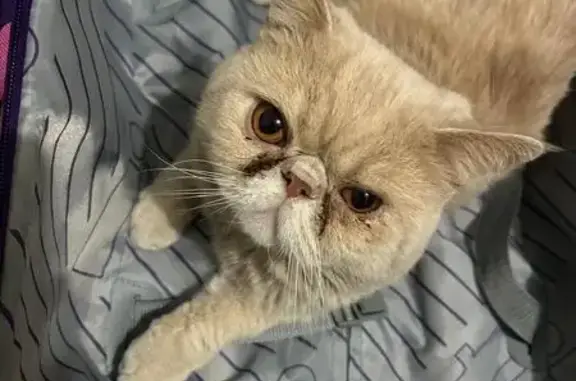 Animales perdidos Naucalpan de Juarez, foto: Gatito Persa Beige Perdido en Naucalpan