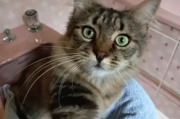 Chatte tigrée poil long perdue à Moulins - photo