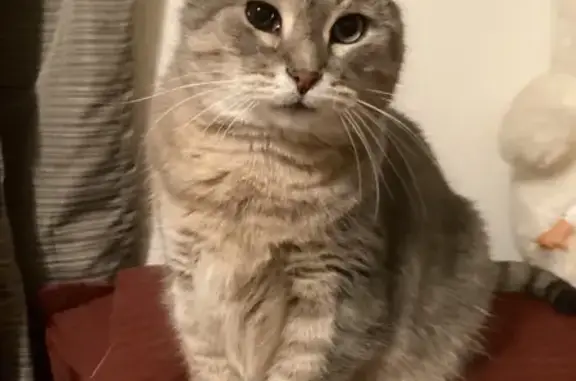 Lost Cat: 6-Toed, Friendly, Taylor Rd